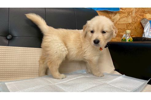 販売中の兵庫県のゴールデンレトリーバー-387741の11枚目